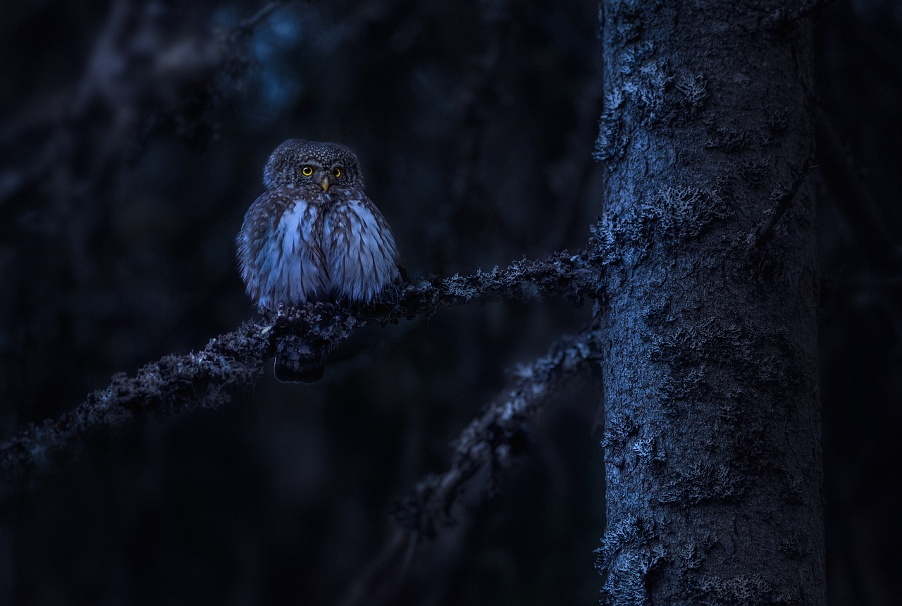 nocturnal owl at night