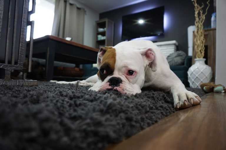 A dog in a house with a pet-friendly home security system