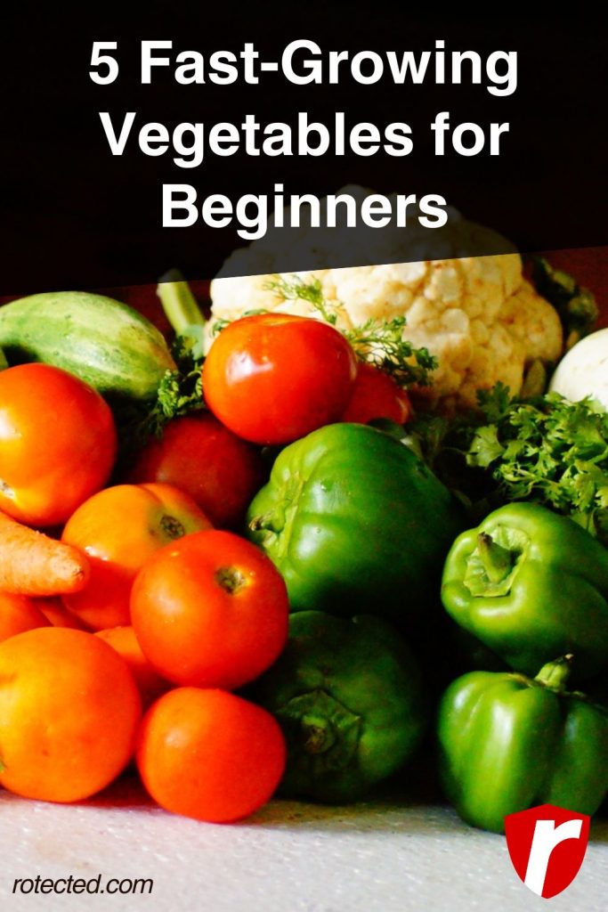 5 fast-growing vegetables for beginners infographic