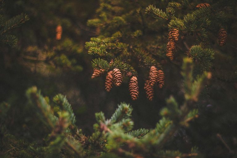 Learning how to eat pine trees to survive